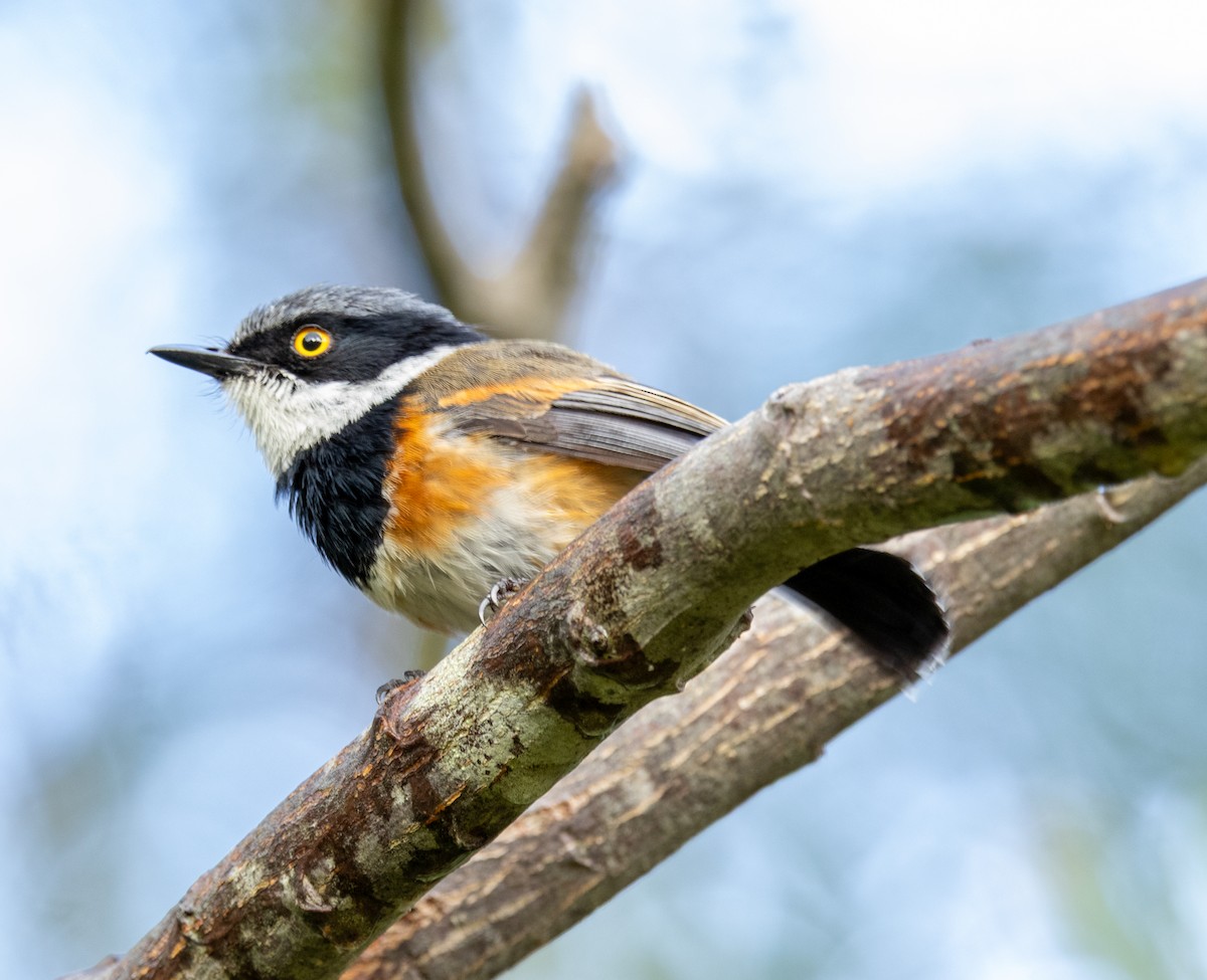 ムナグロセワタビタキ - ML647414046