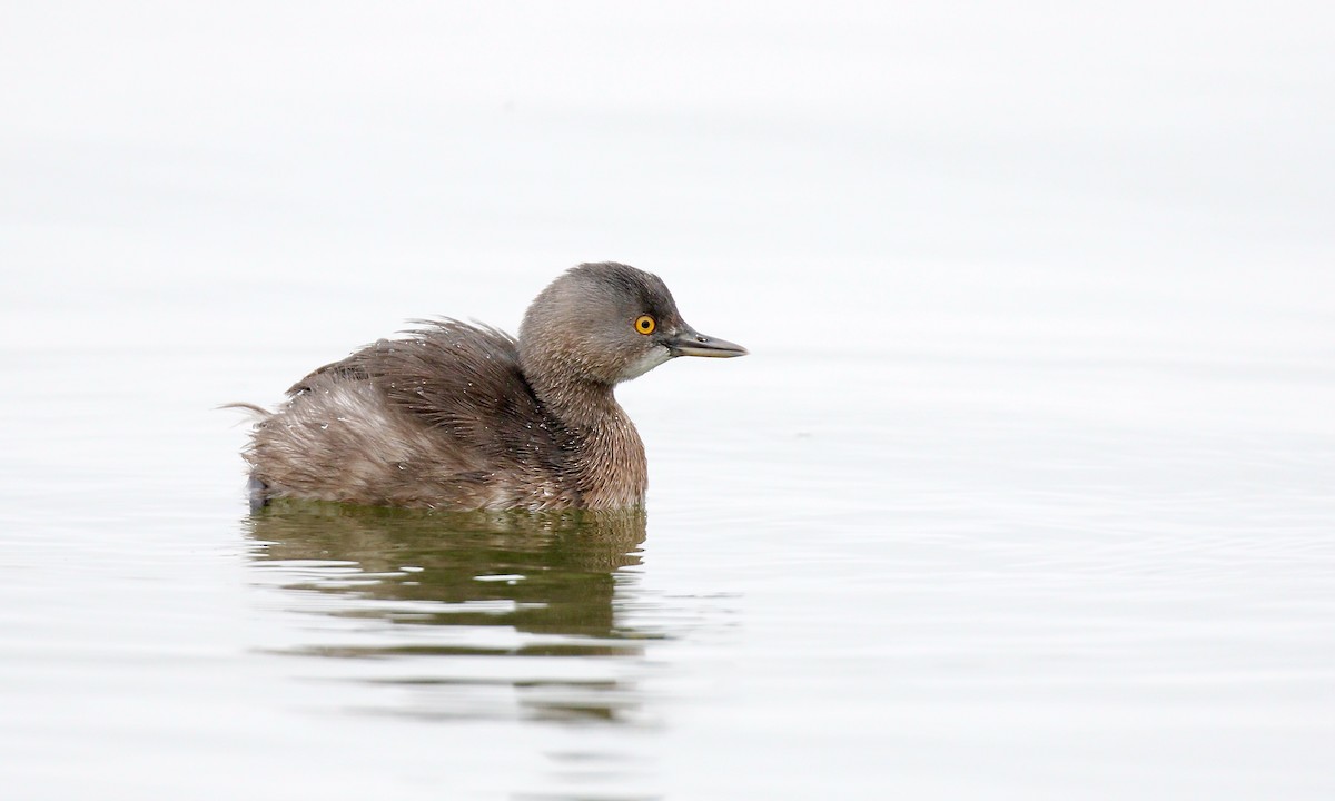 Least Grebe - ML647414047