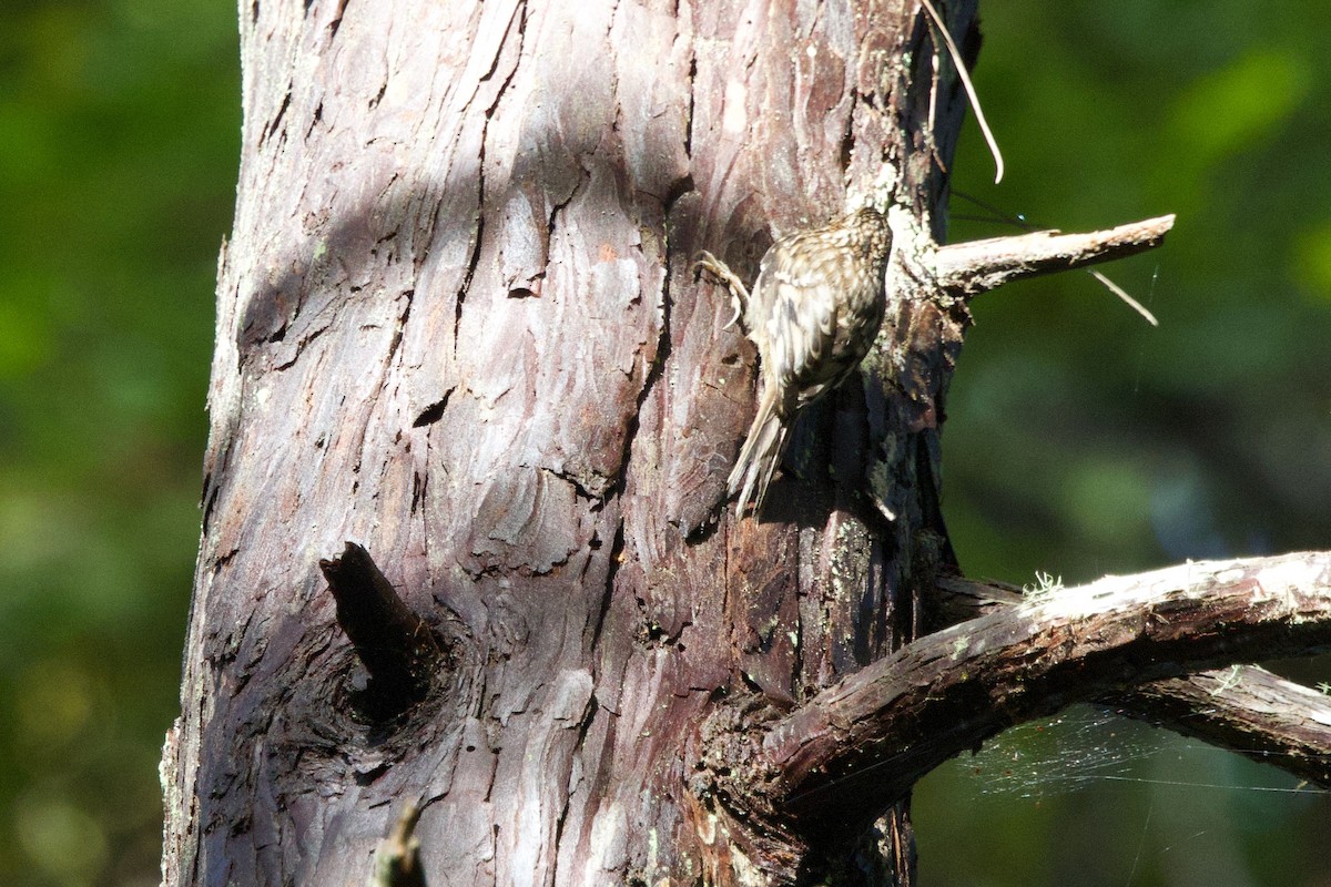 Brown Creeper - ML647414049