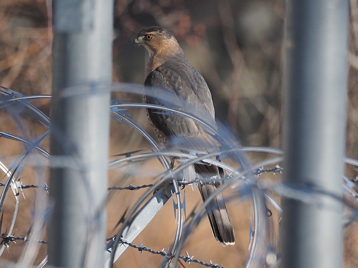 Gavilán de Cooper - ML647414062