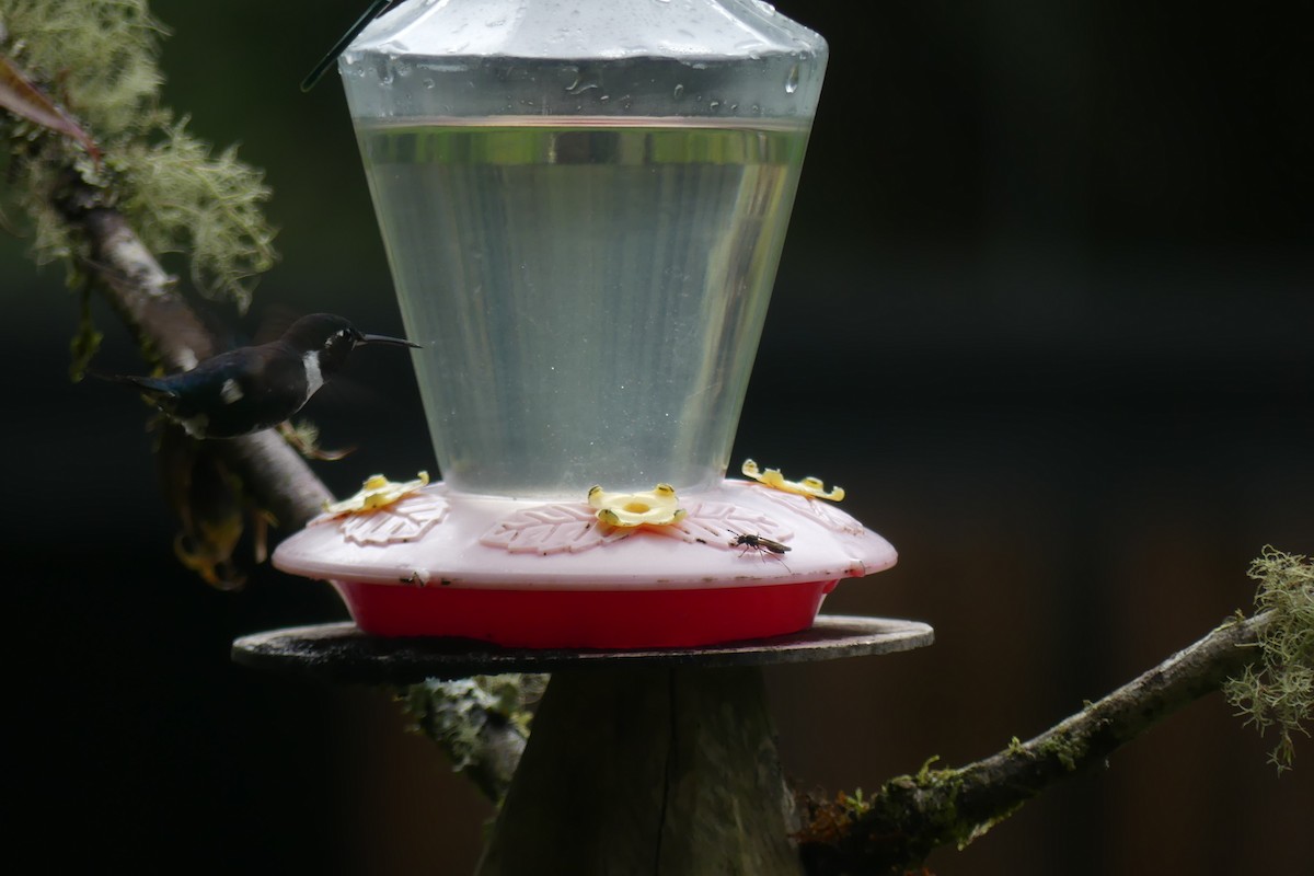 Ak Göbekli Ormanyıldızı - ML647414063