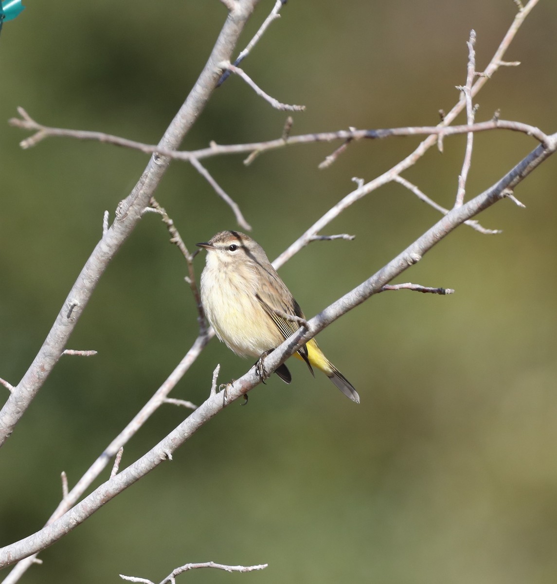 Palm Warbler - ML647414066
