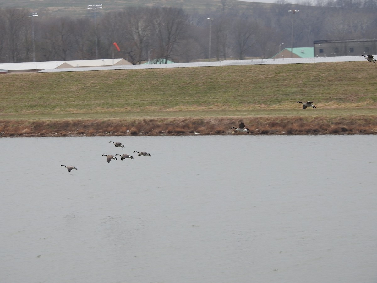 Canada Goose - ML647414068