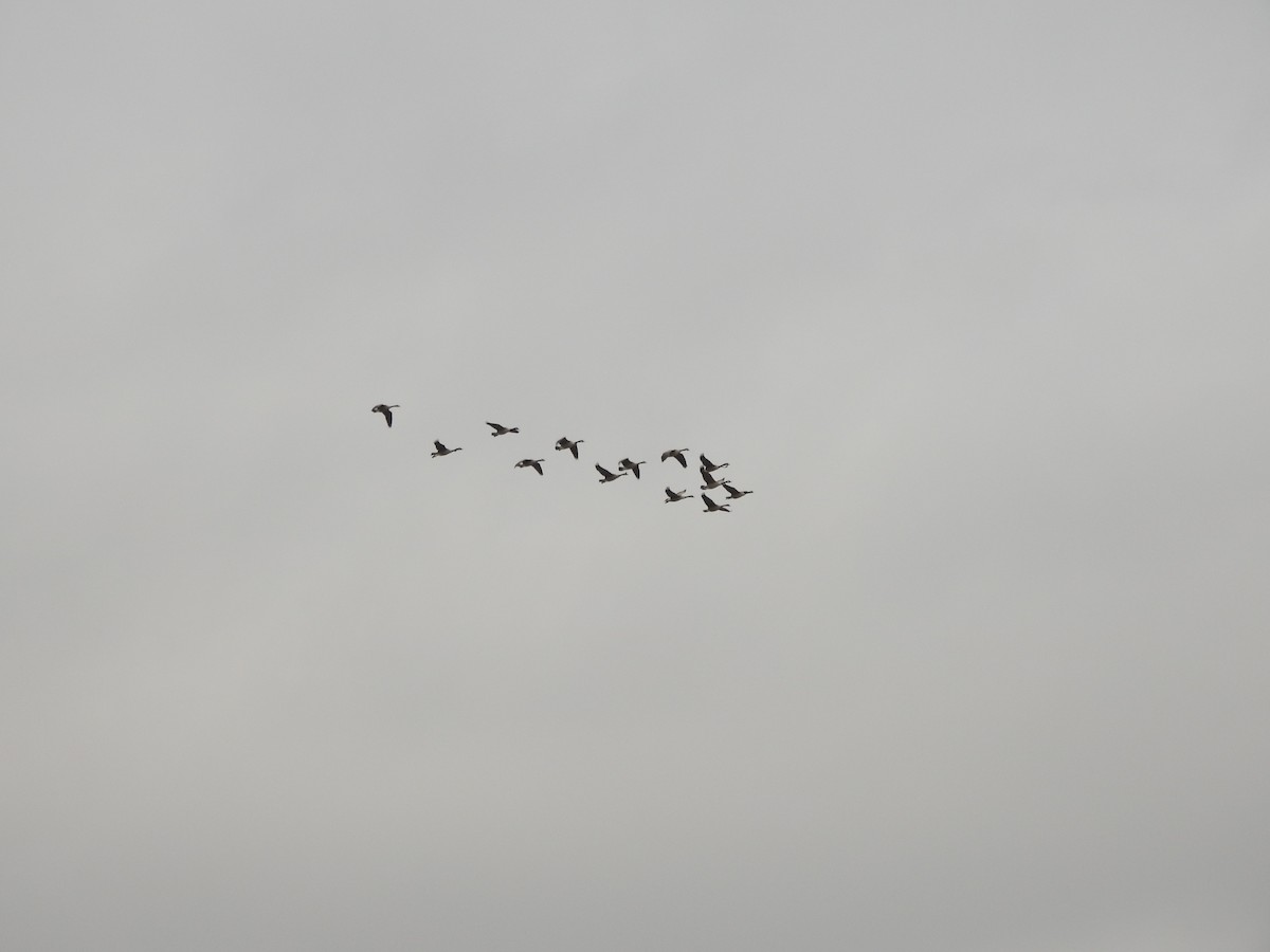 Canada Goose - ML647414069