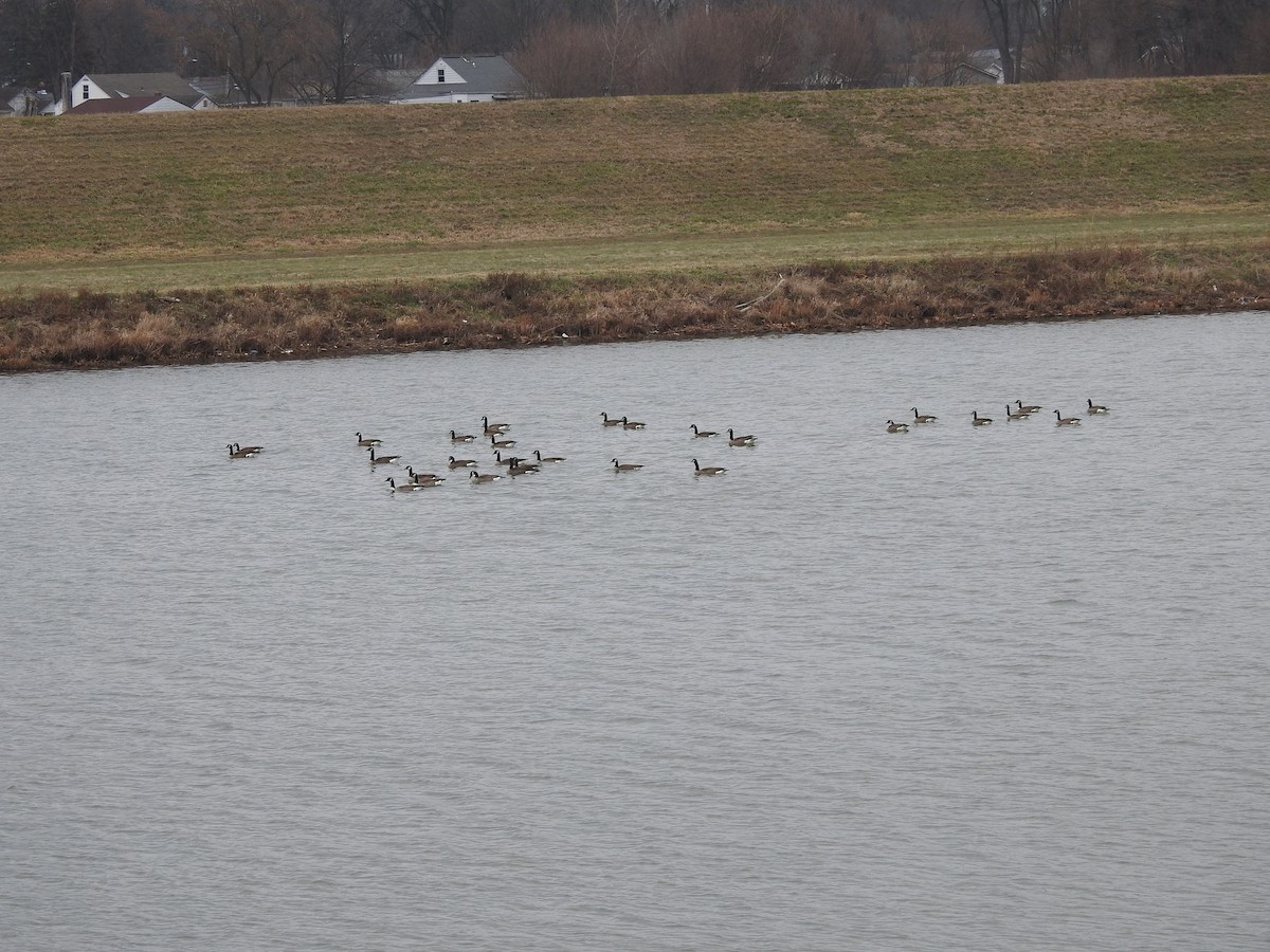 Canada Goose - ML647414070