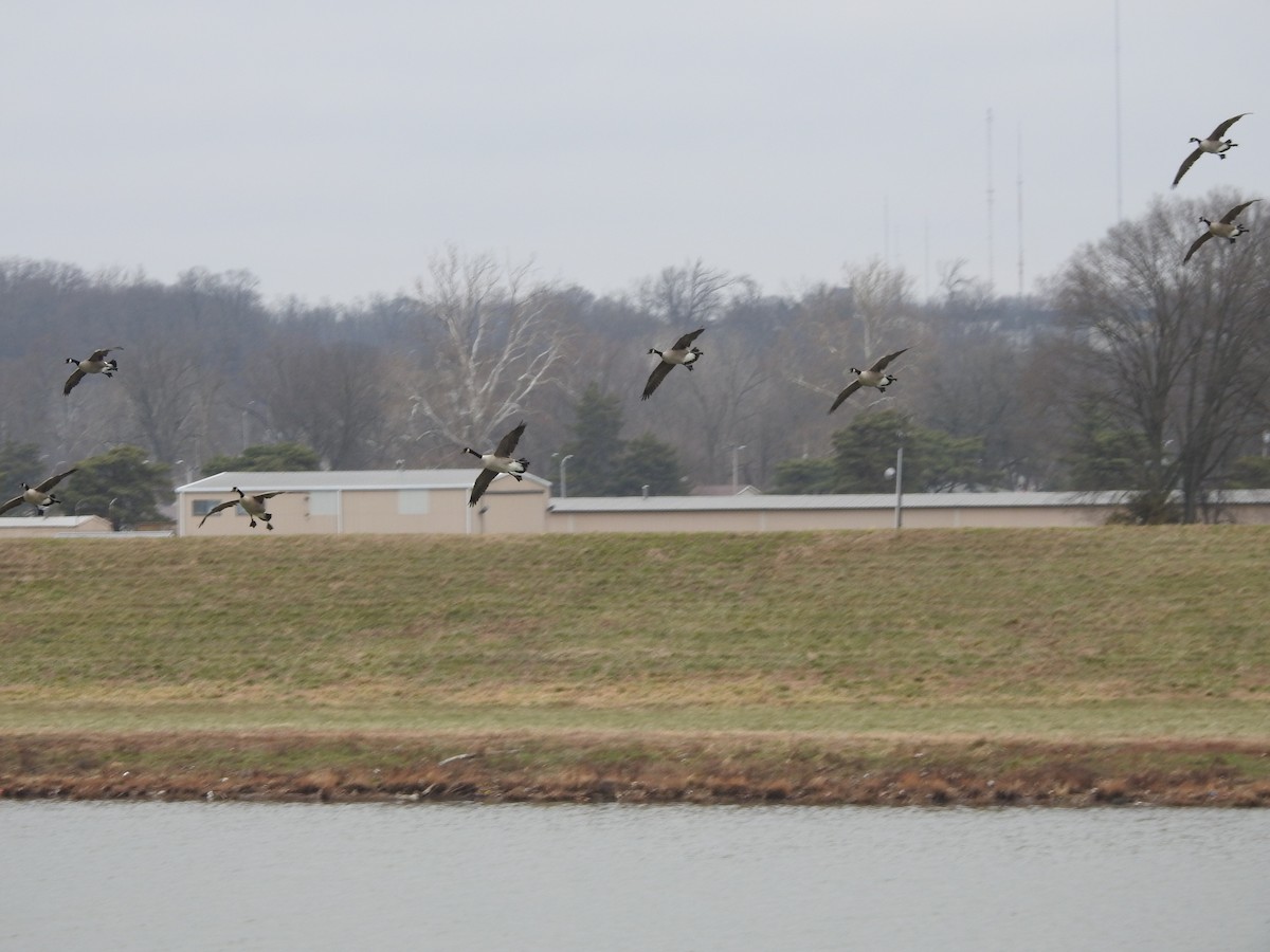 Canada Goose - ML647414071