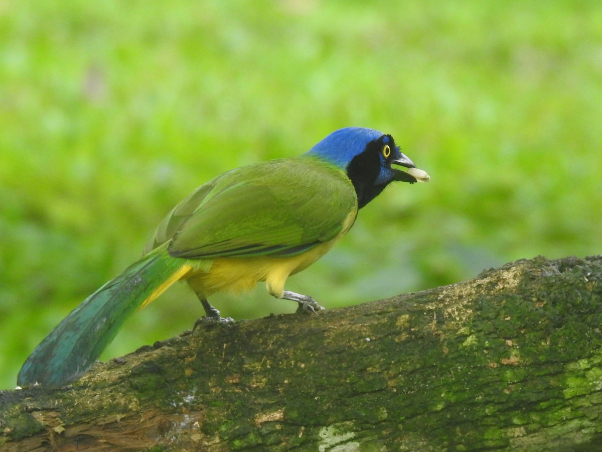 Inkablaurabe - ML647414076