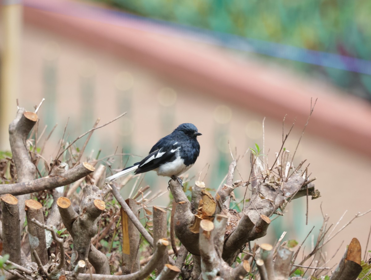 鵲鴝 - ML647414084