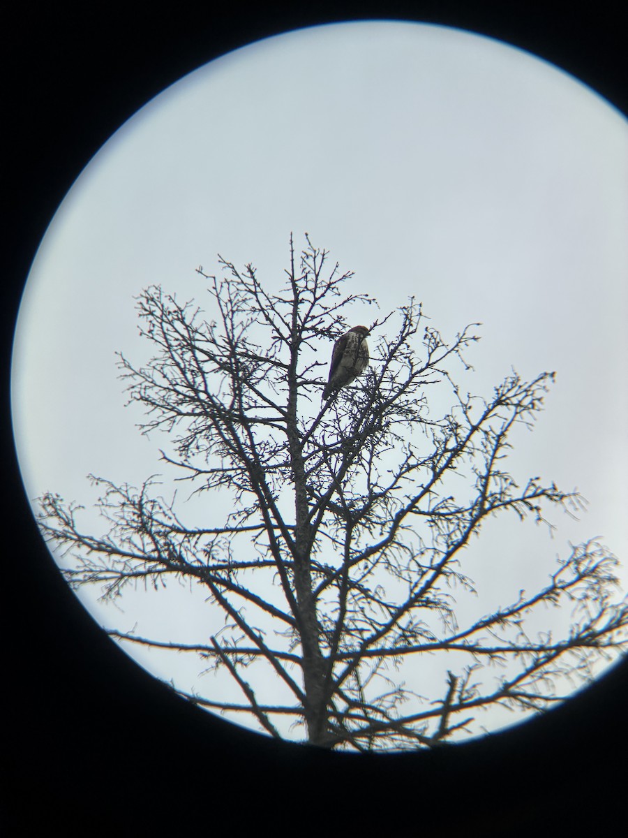 Red-tailed Hawk - ML647414085