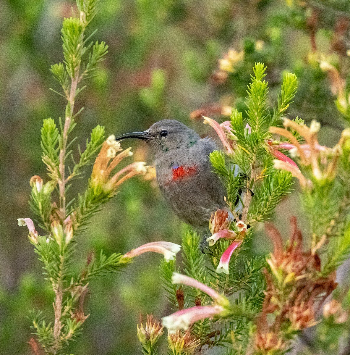 Southern Double-collared Sunbird - ML647414100