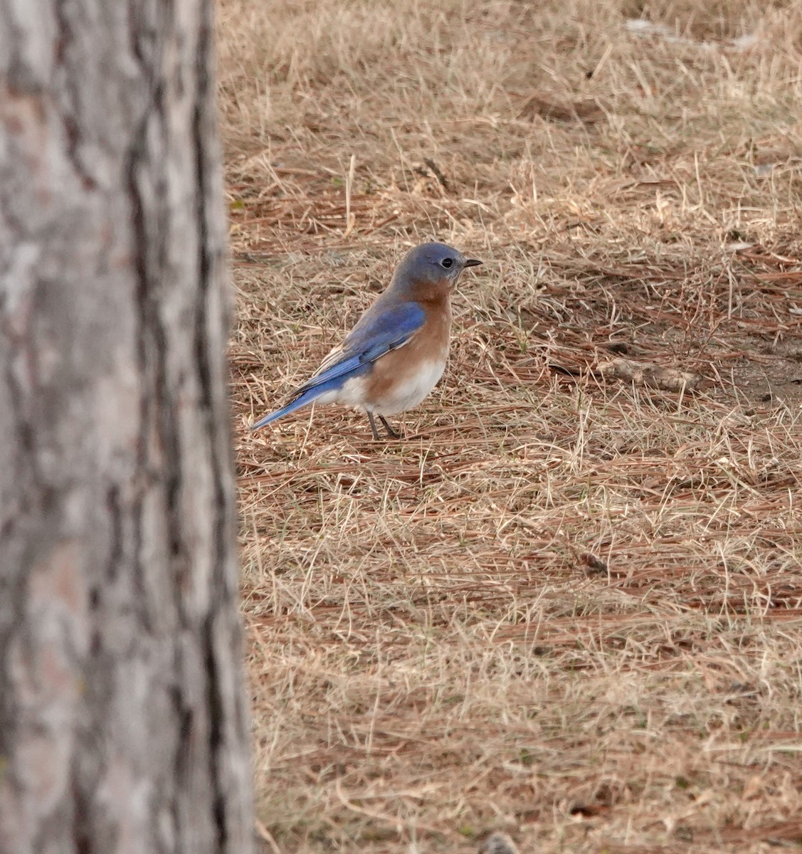 Eastern Bluebird - ML647414114