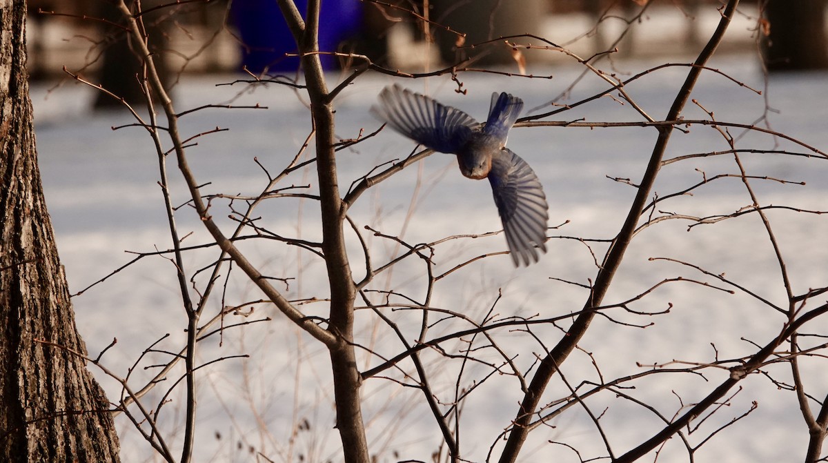 Eastern Bluebird - ML647414115