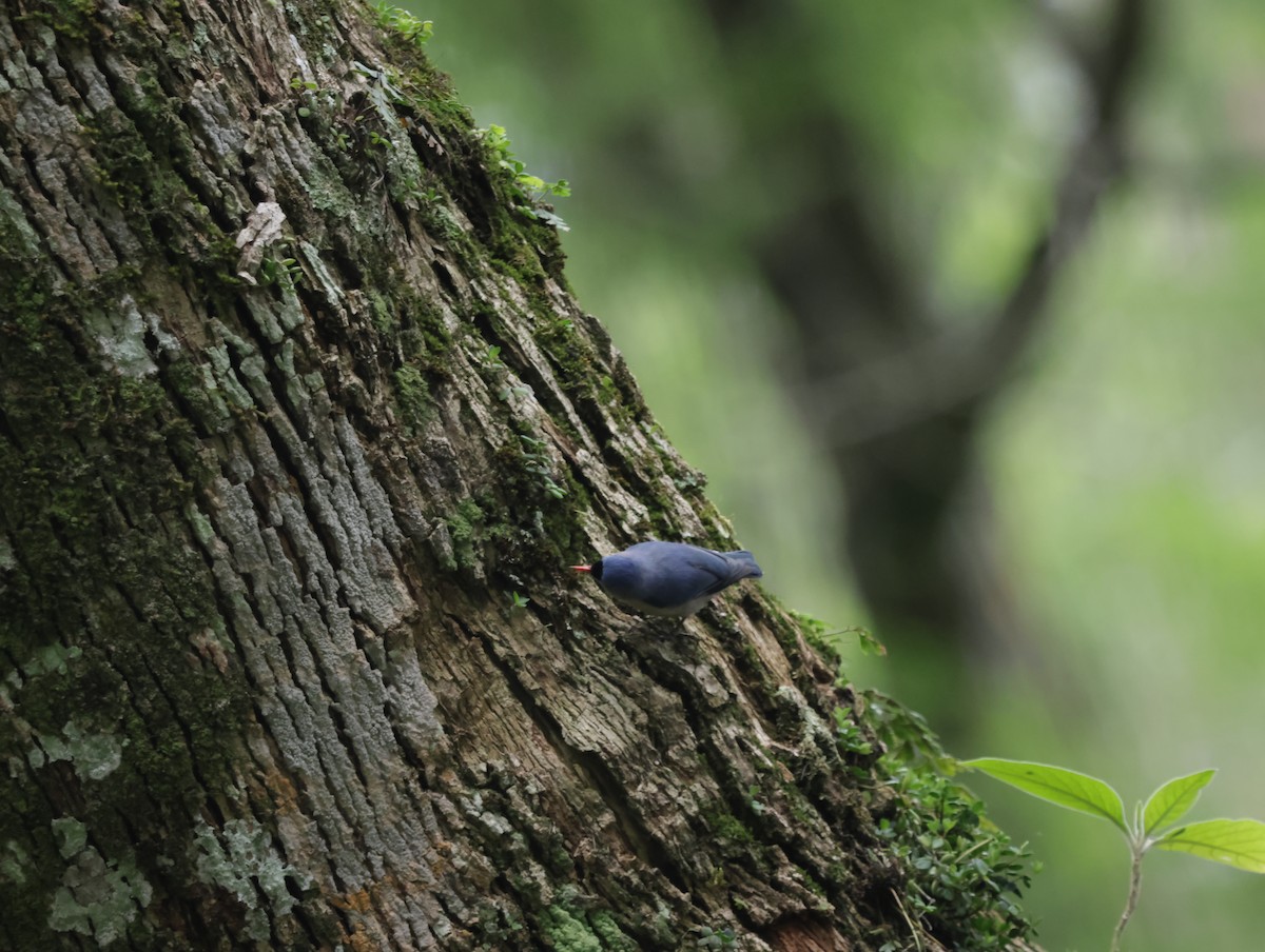 Velvet-fronted Nuthatch - ML647414118