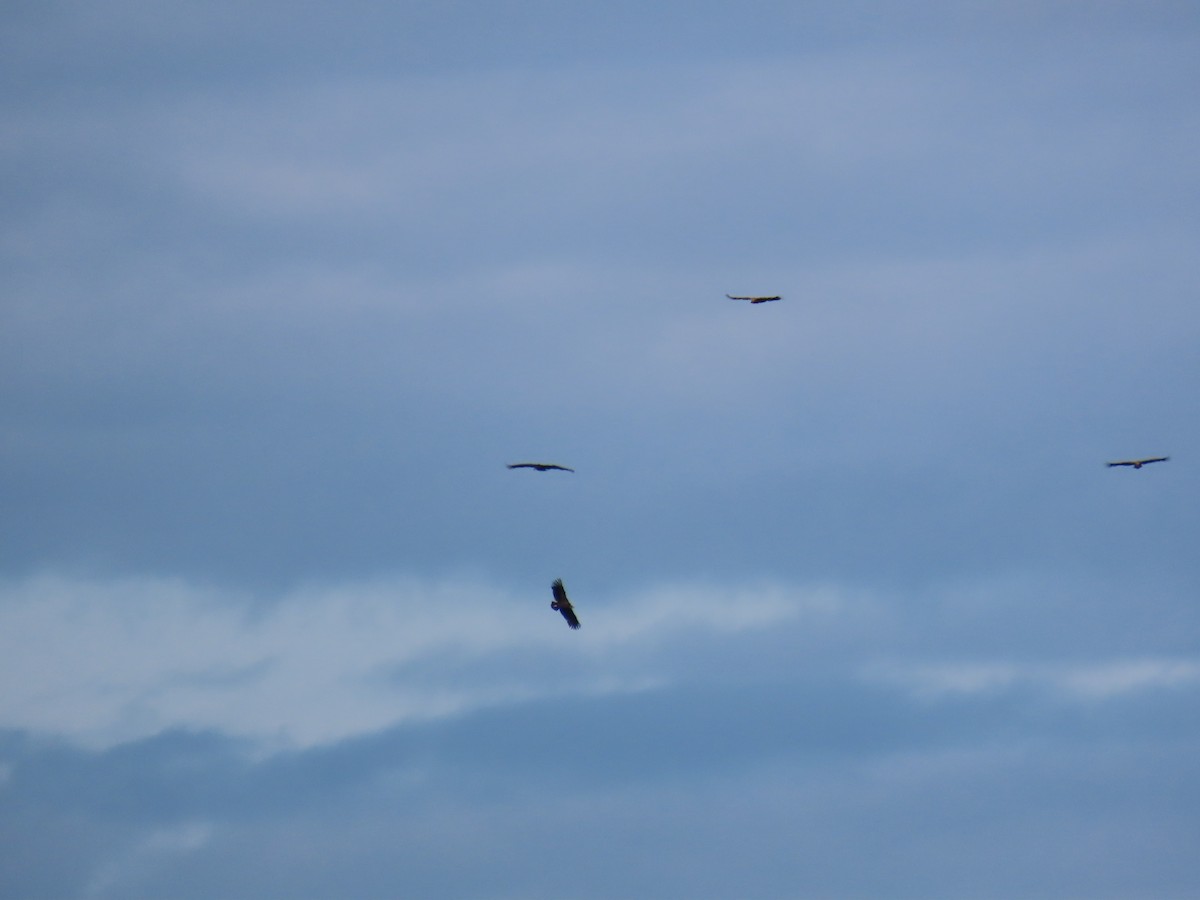 Buitre Negro - ML647414123