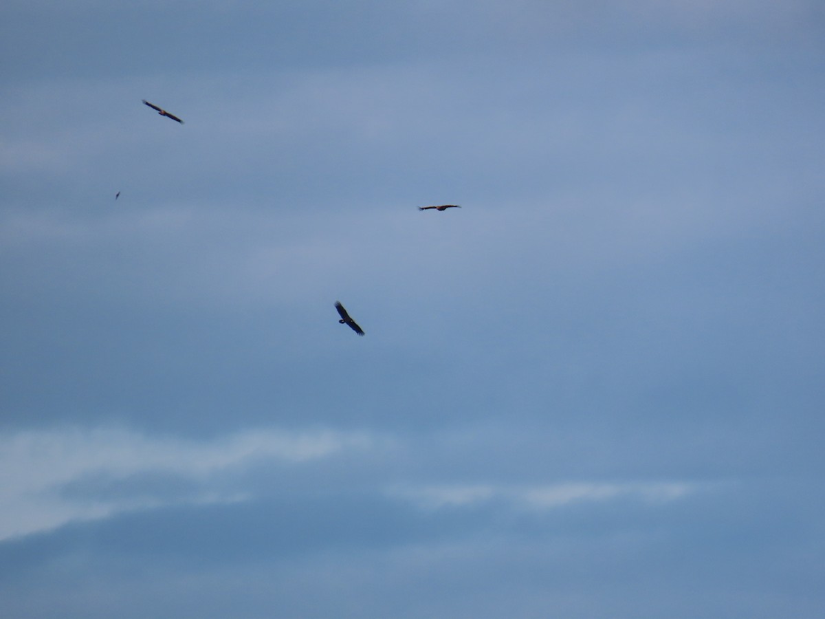 Buitre Negro - ML647414124