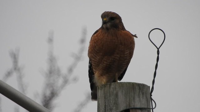 Red-shouldered Hawk - ML647414144