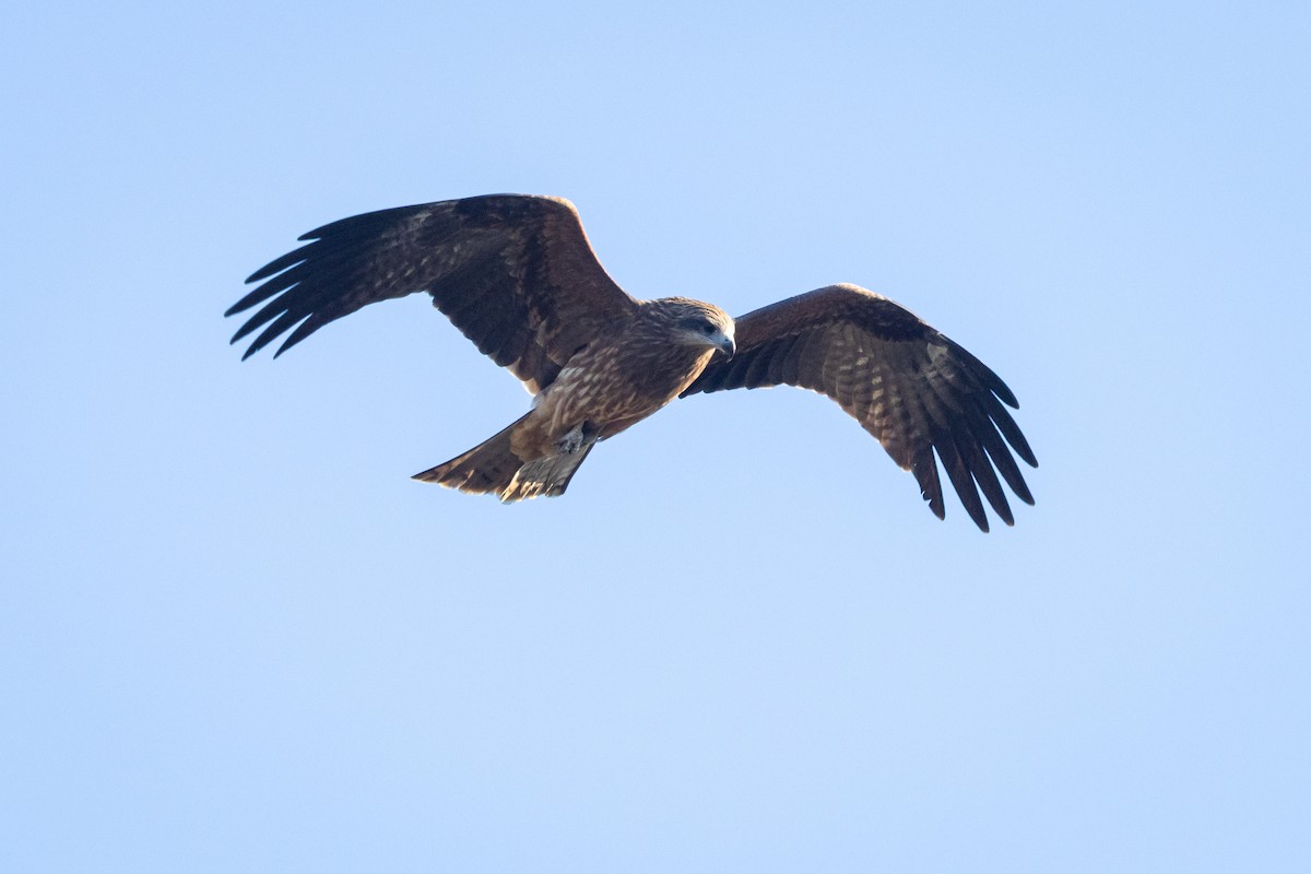 svartglente (lineatus/formosanus) (asiasvartglente) - ML647414147