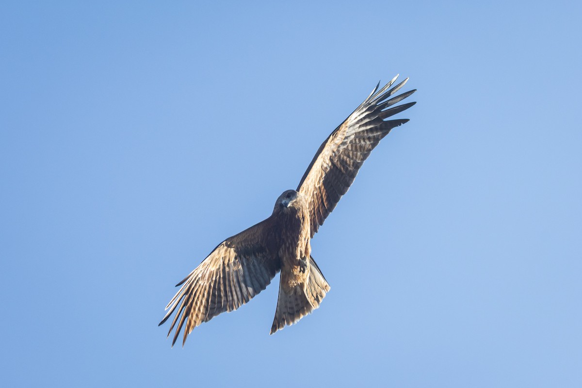 svartglente (lineatus/formosanus) (asiasvartglente) - ML647414148