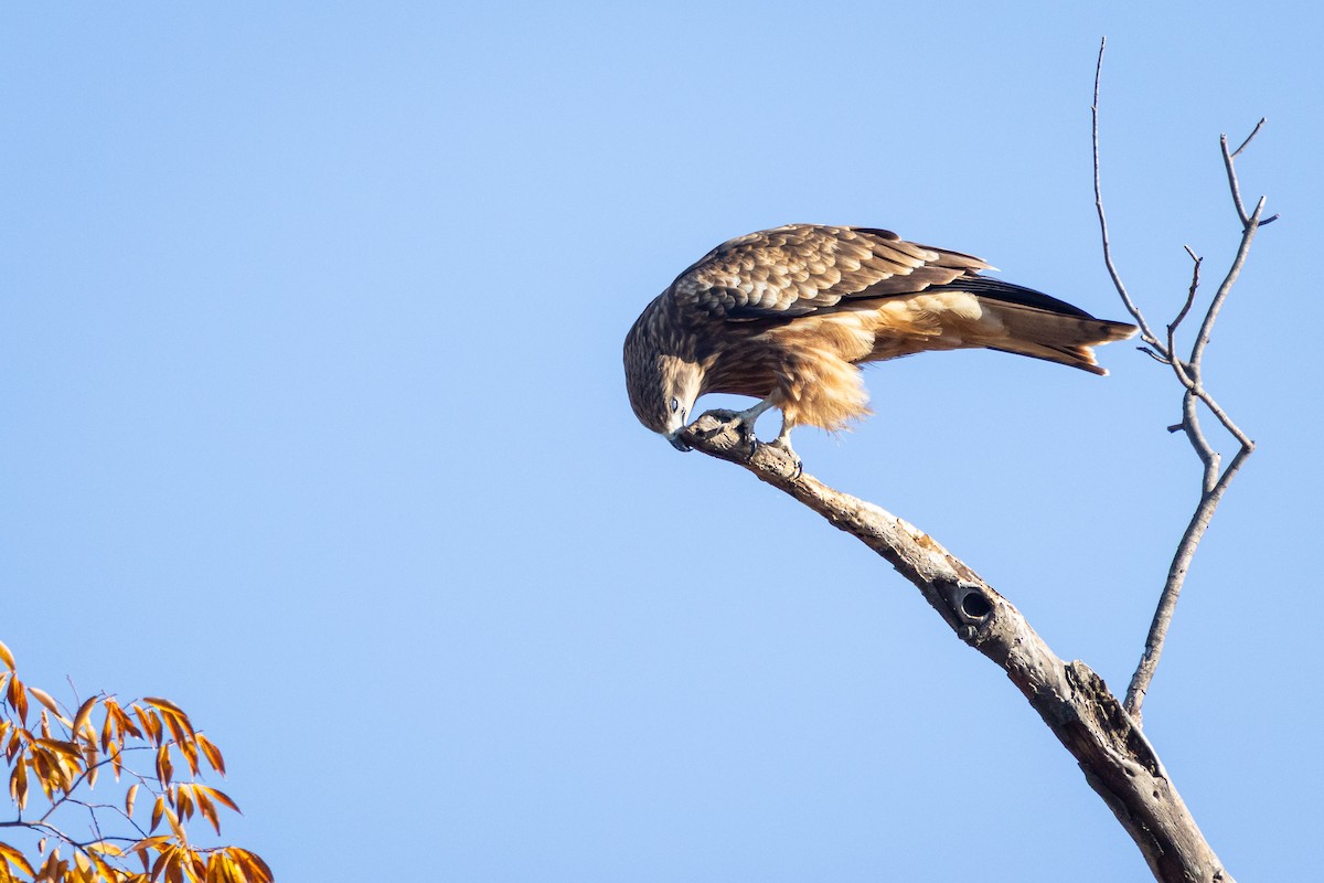 svartglente (lineatus/formosanus) (asiasvartglente) - ML647414149