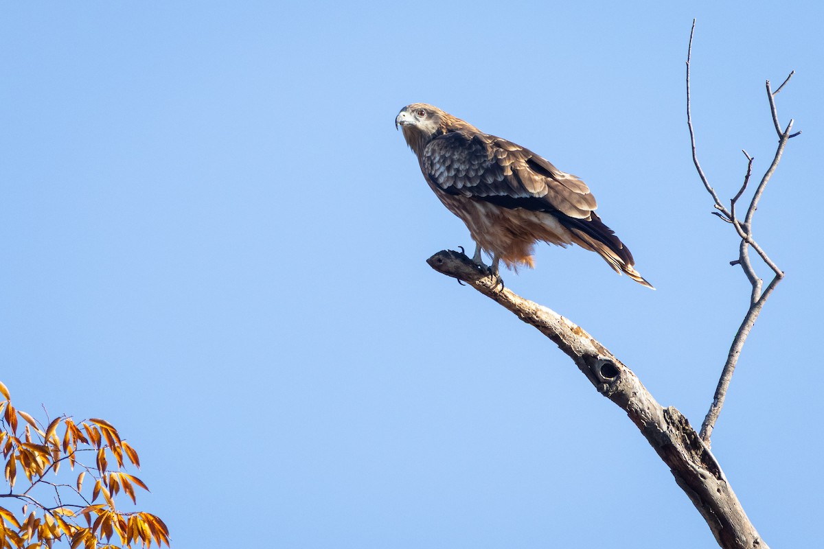 svartglente (lineatus/formosanus) (asiasvartglente) - ML647414150