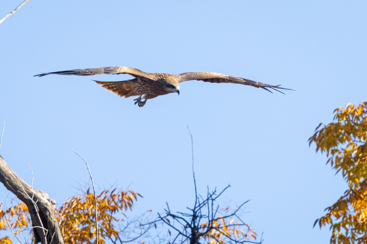 svartglente (lineatus/formosanus) (asiasvartglente) - ML647414151