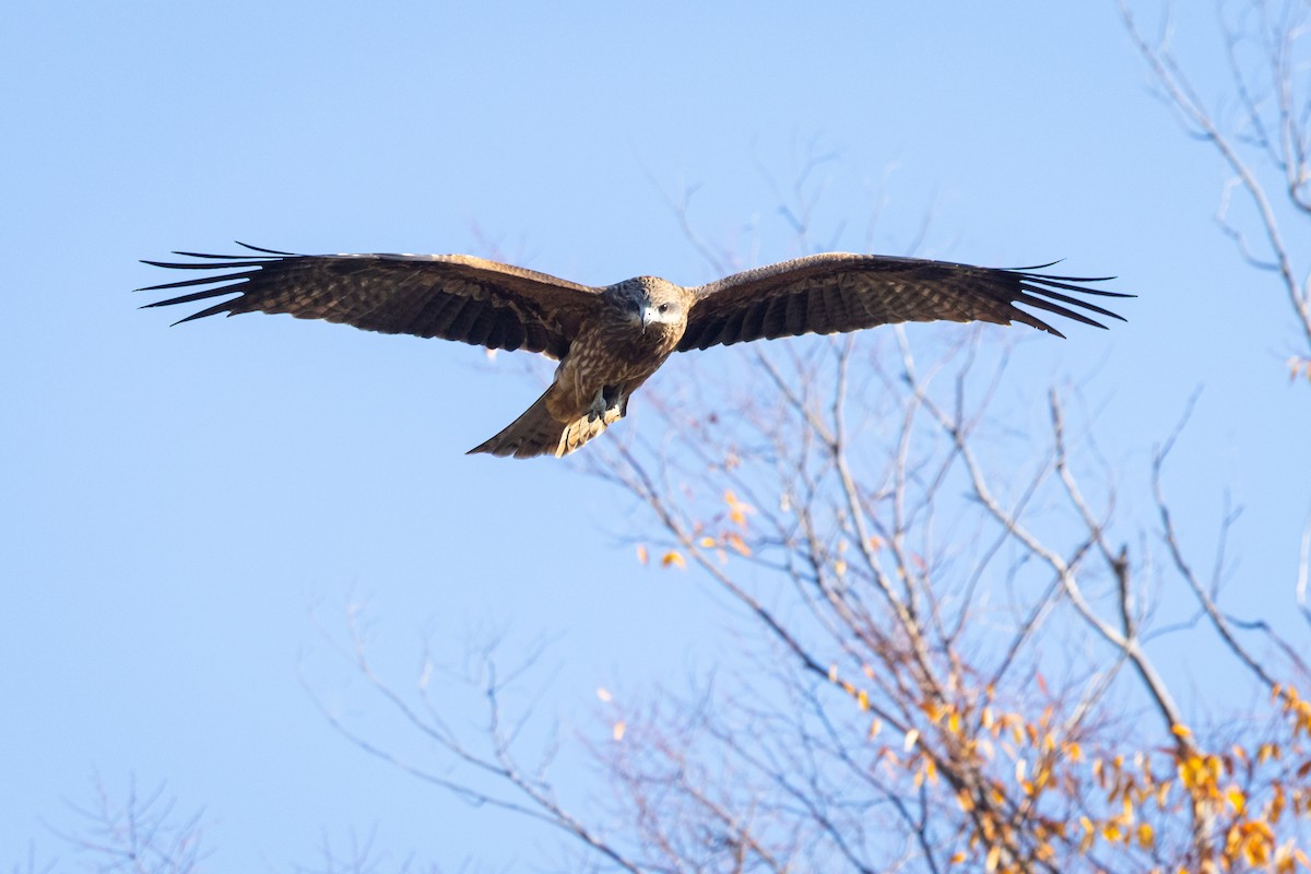 svartglente (lineatus/formosanus) (asiasvartglente) - ML647414152