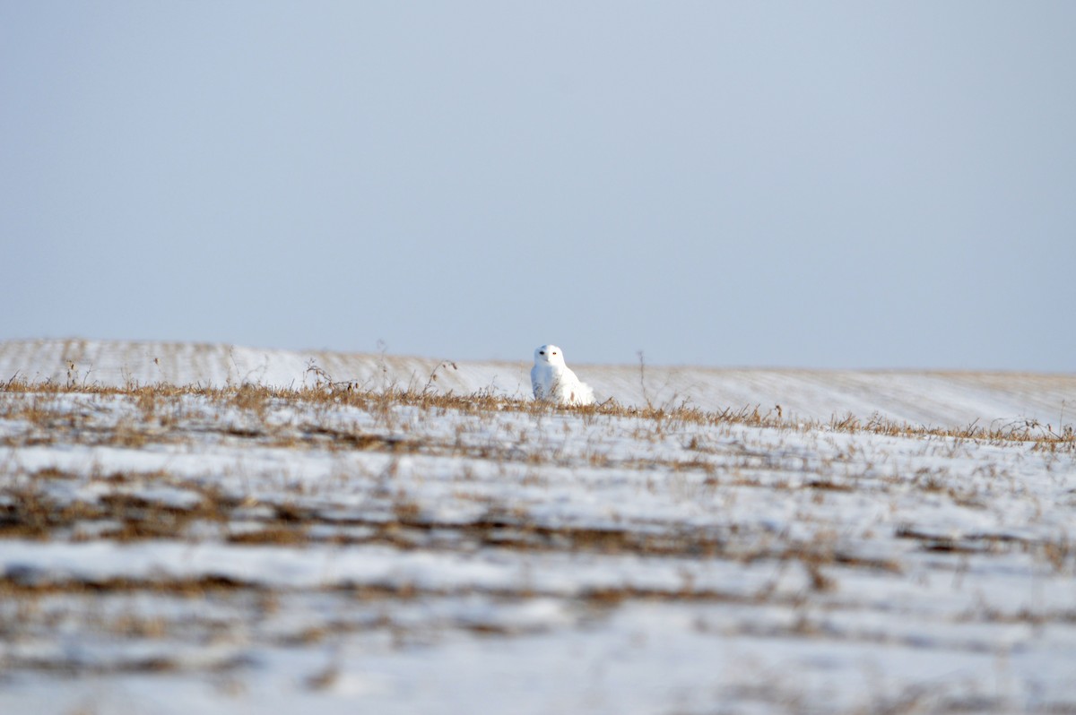Snowy Owl - ML647414153