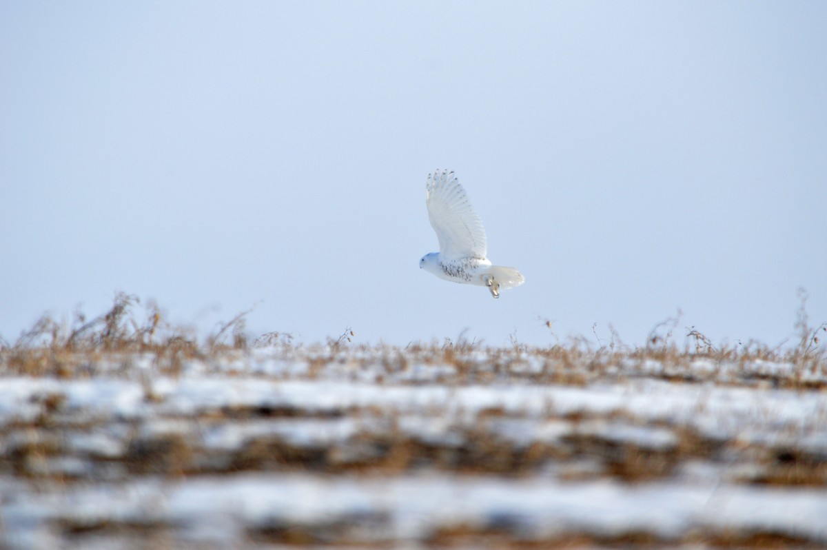 Snowy Owl - ML647414154