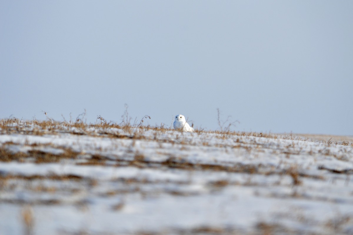 Snowy Owl - ML647414155