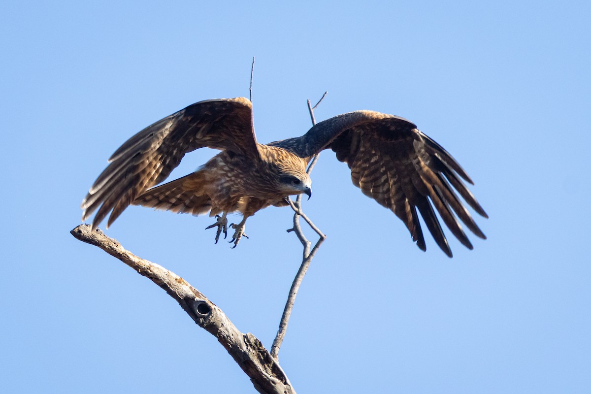 svartglente (lineatus/formosanus) (asiasvartglente) - ML647414156