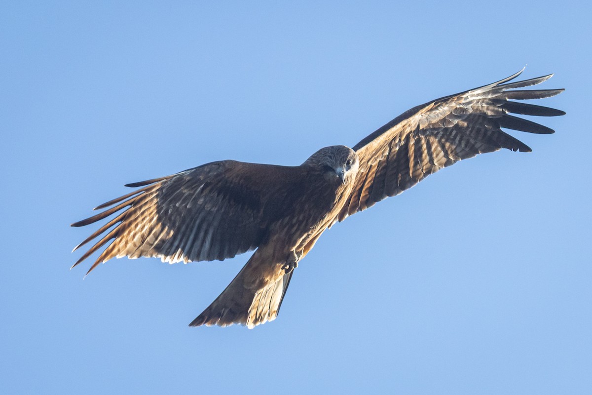 svartglente (lineatus/formosanus) (asiasvartglente) - ML647414158