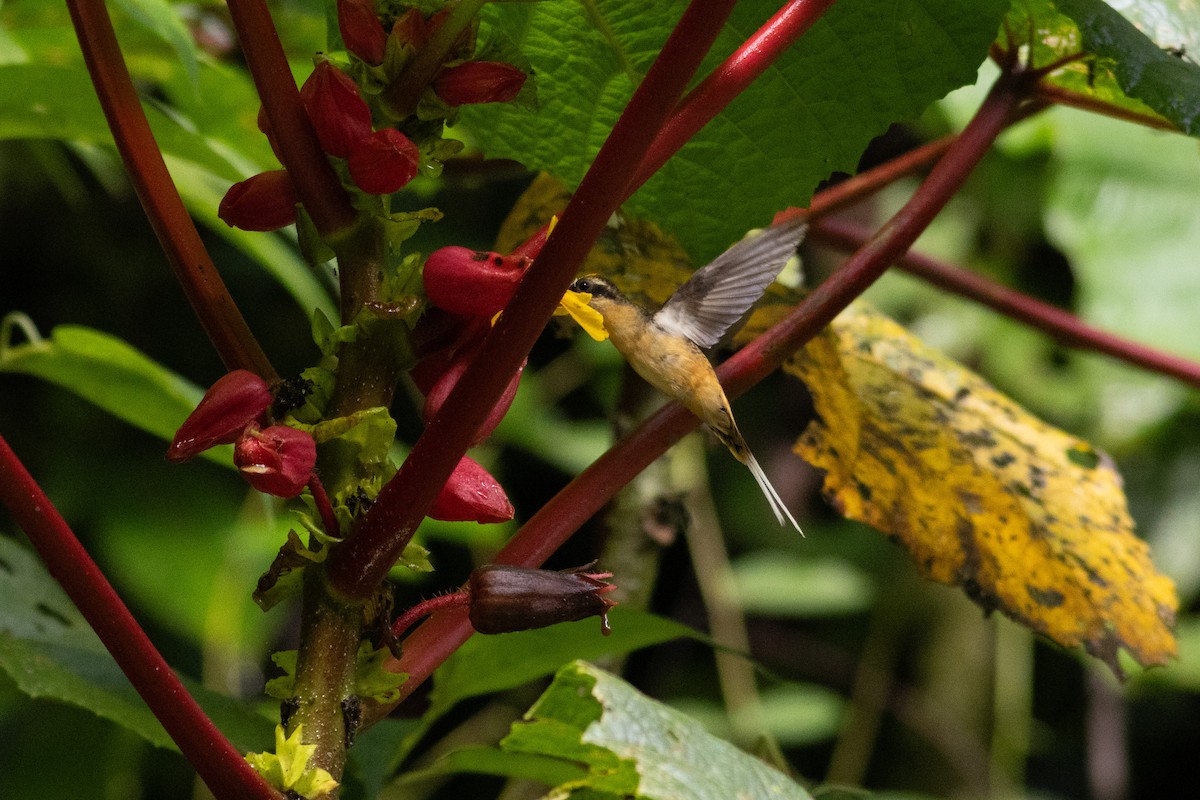 Ermitaño Ventrihabano - ML647414160