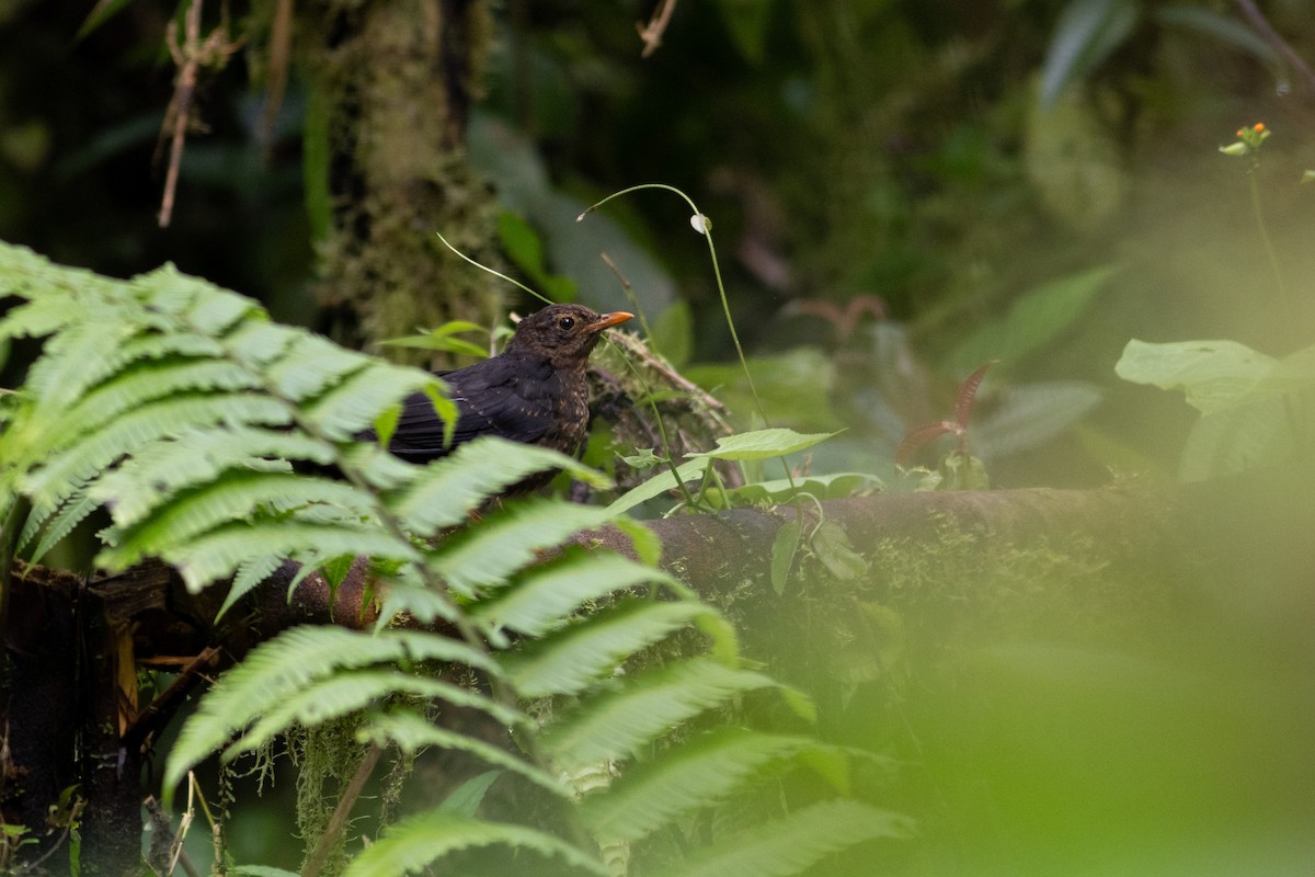 Great Thrush - ML647414173