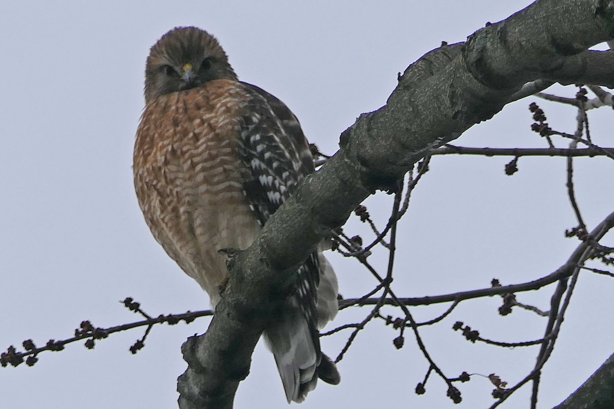 Канюк рудоплечий - ML647414201