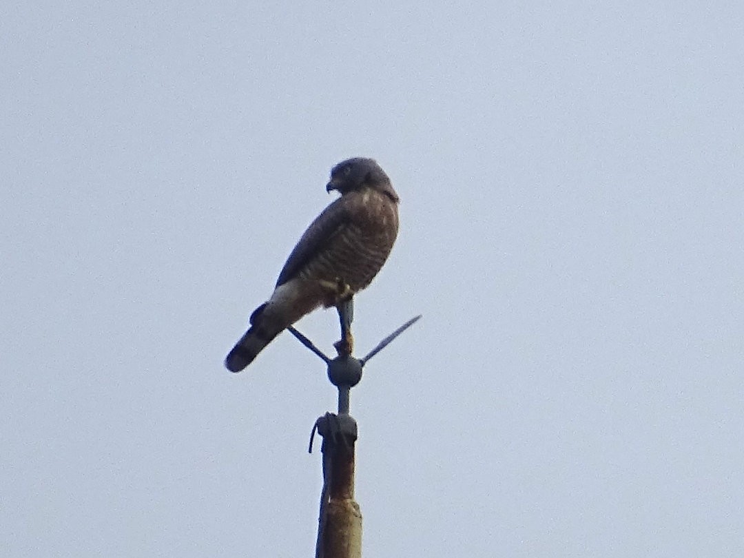 Roadside Hawk - ML647414215