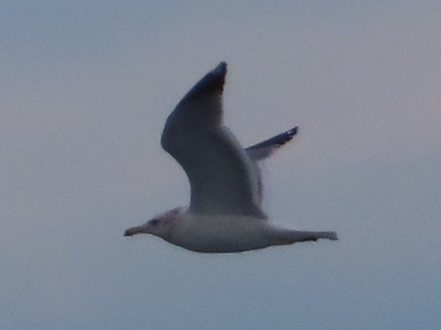 California Gull - ML647414216