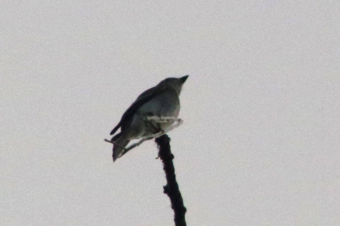 Pioui de l'Ouest - ML647414218