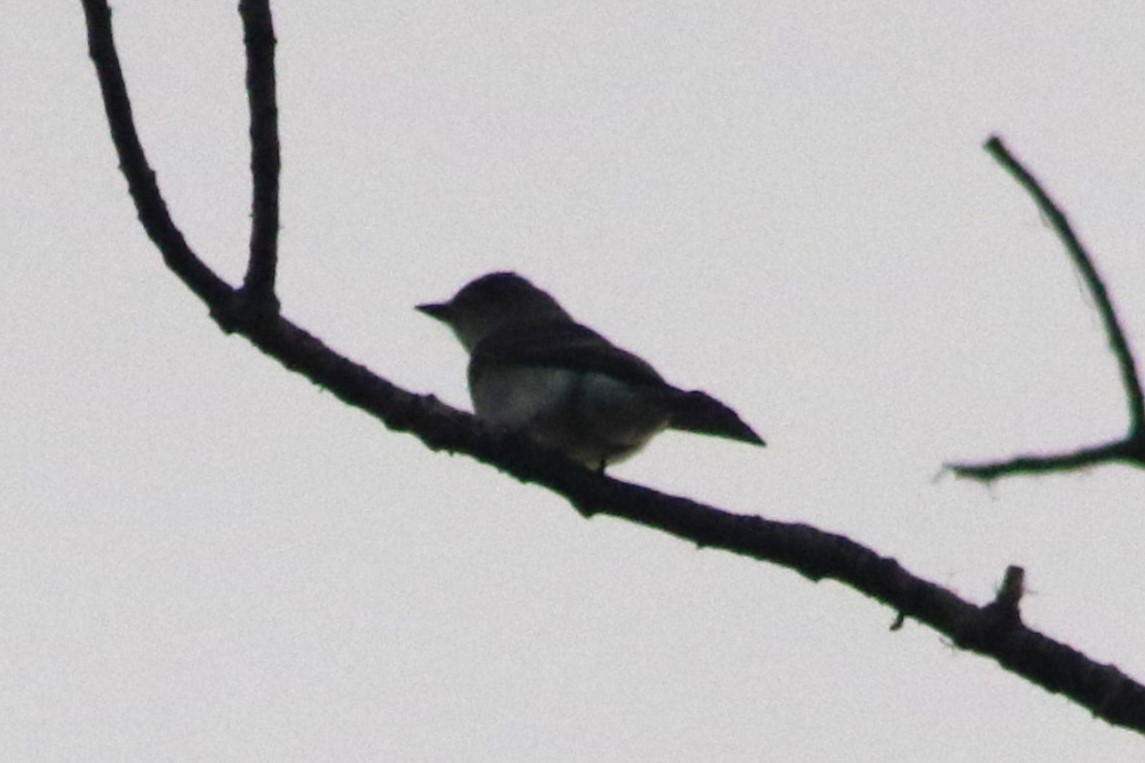 Pioui de l'Ouest - ML647414219