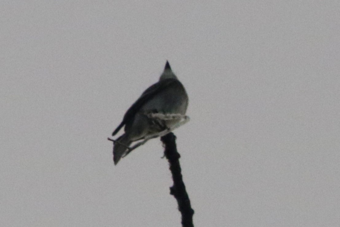 Pioui de l'Ouest - ML647414220