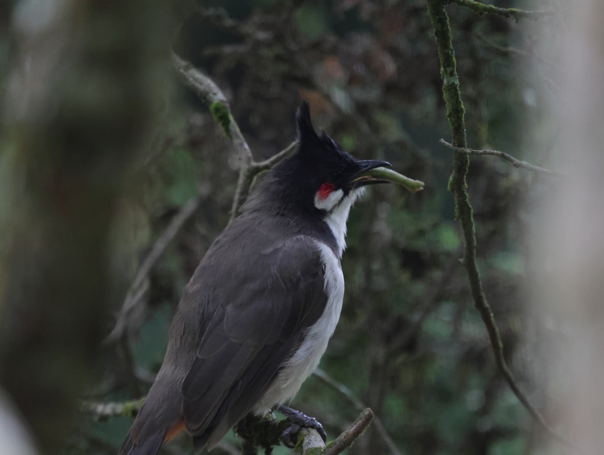 紅耳鵯 - ML647414226