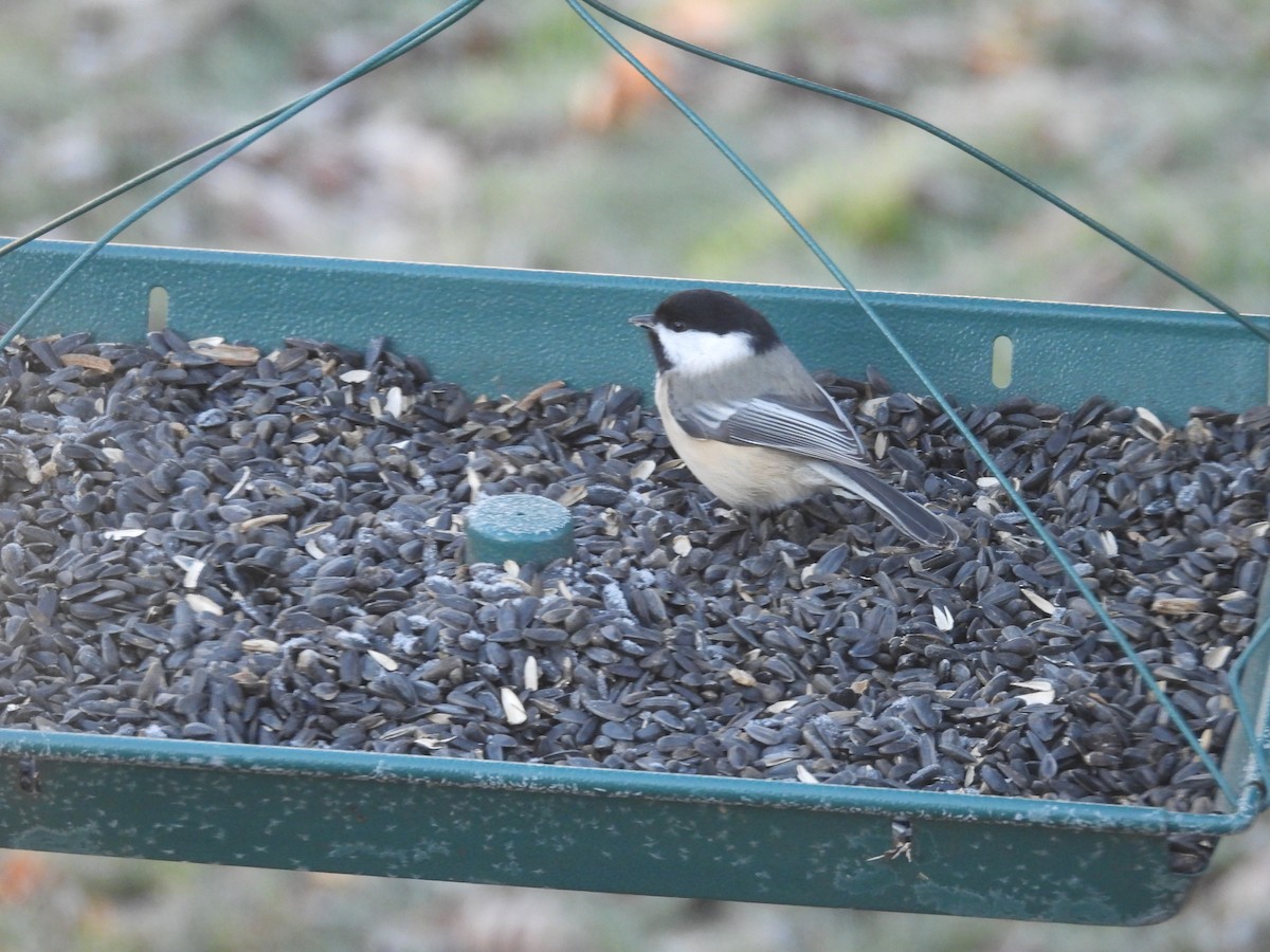 Гаїчка світлокрила - ML647414232