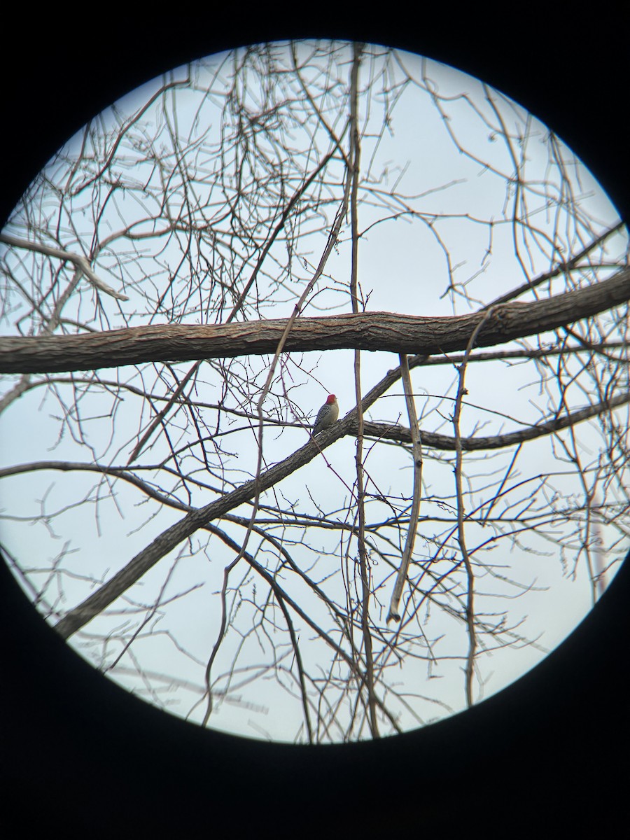Red-bellied Woodpecker - ML647414237