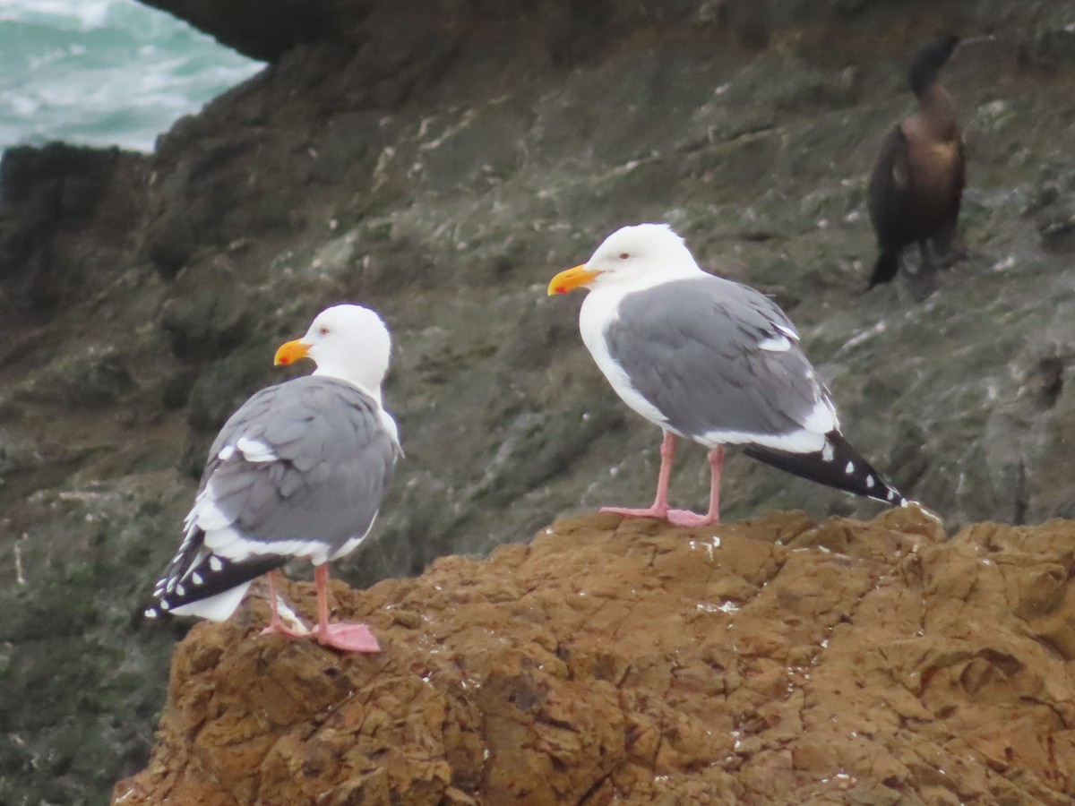 Western Gull - ML647414240