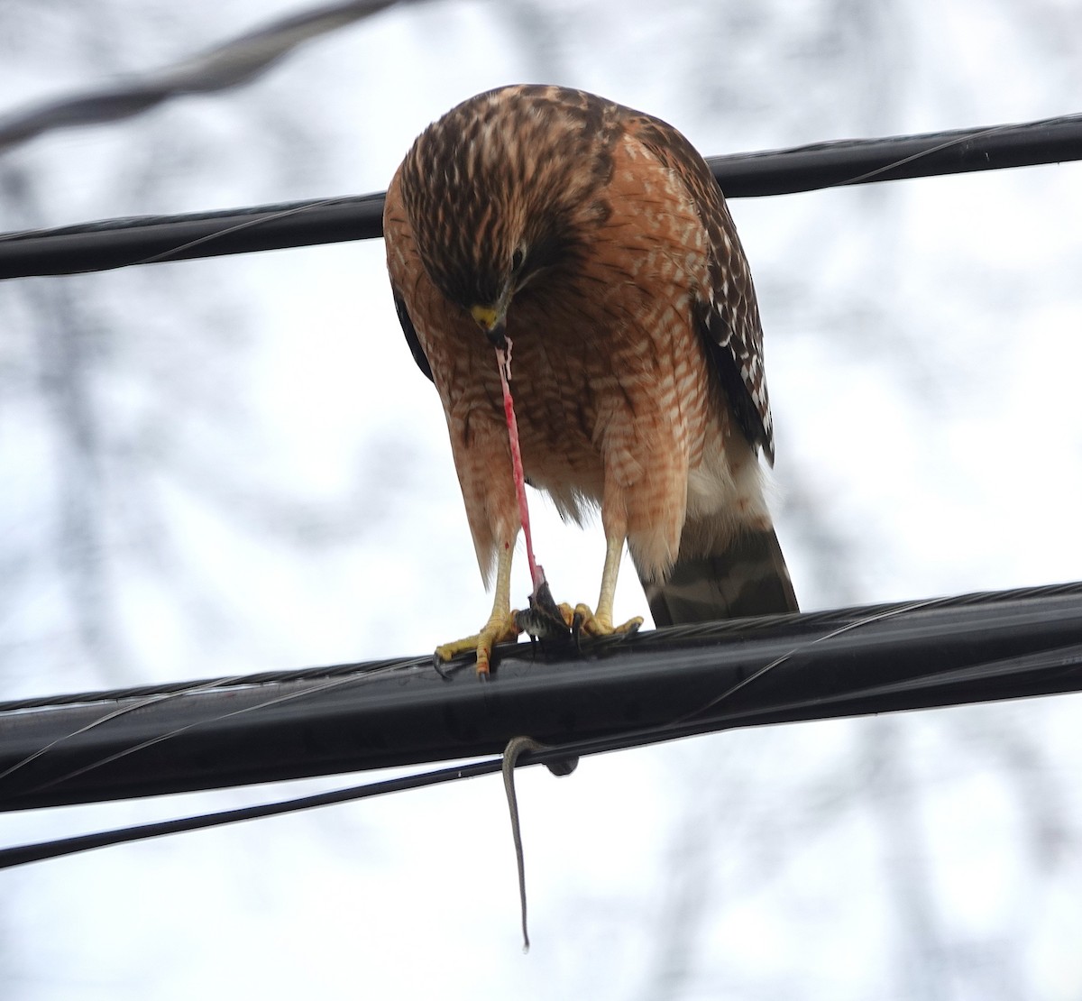 Busardo Pechirrojo - ML647414244