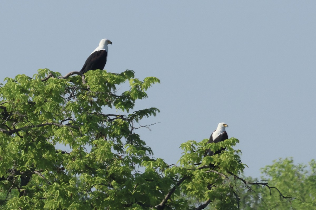 flodørn - ML647414249