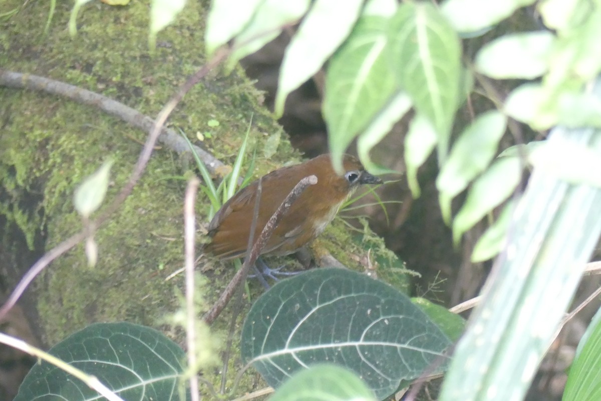 Yellow-breasted Antpitta - ML647414255