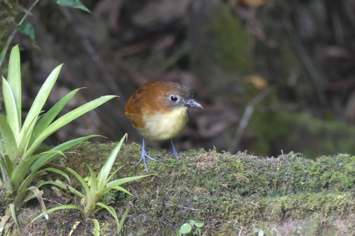 Yellow-breasted Antpitta - ML647414256