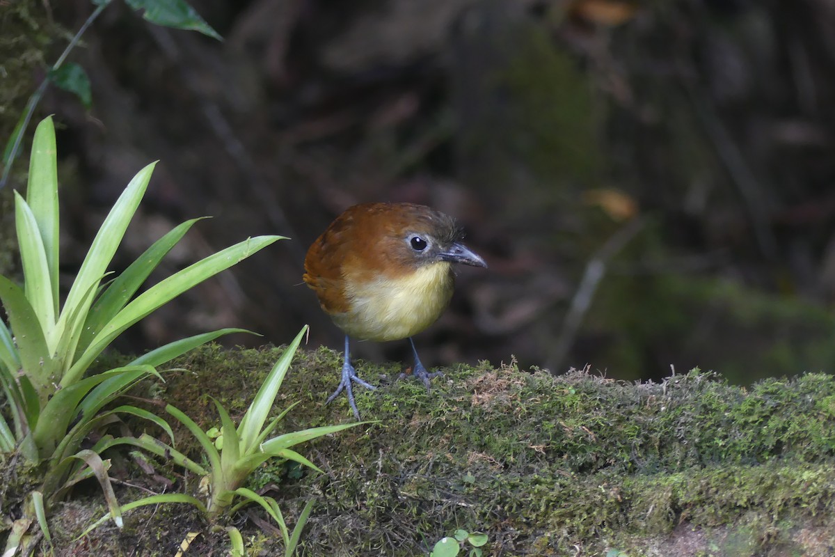 Yellow-breasted Antpitta - ML647414257