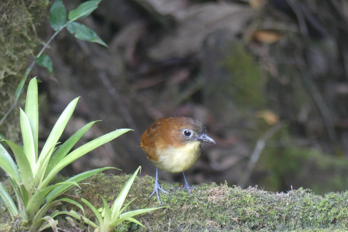 Yellow-breasted Antpitta - ML647414258