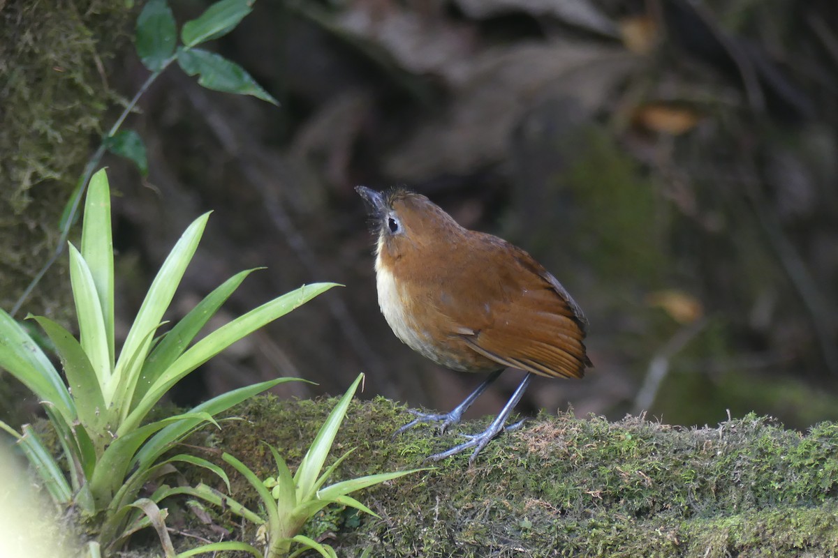 Yellow-breasted Antpitta - ML647414259